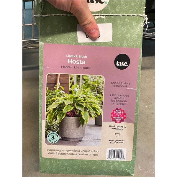 1 HOSTA PLANT