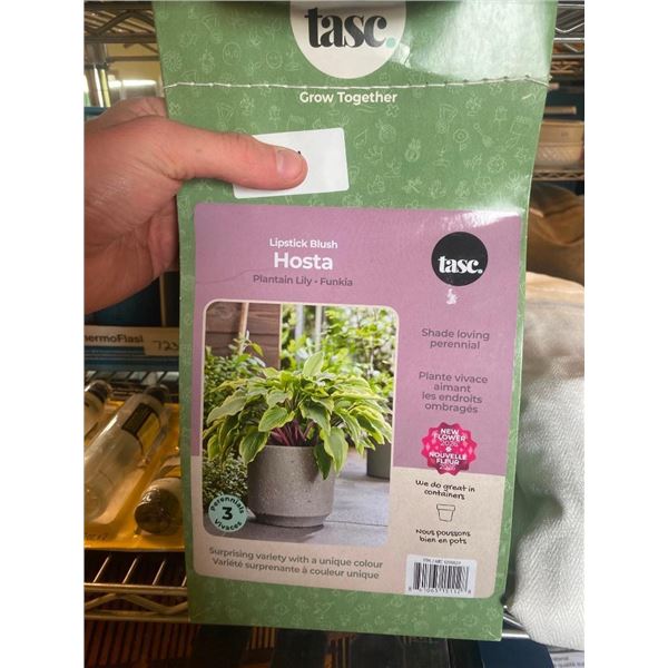 1 HOSTA PLANT