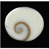 Image 1 : 8.56ct Rare Gomti Chakra Shell (GEM-20784)