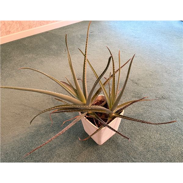 Aloe Vera Plant