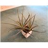 Image 1 : Aloe Vera Plant