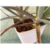 Image 2 : Aloe Vera Plant