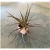 Image 3 : Aloe Vera Plant