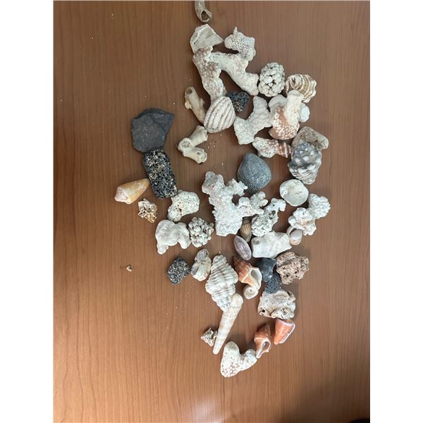 Seashells