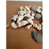 Image 2 : Seashells