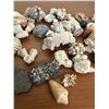 Image 3 : Seashells
