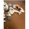 Image 4 : Seashells