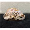 Image 1 : Cowrie Shell w/ Carved Honu Sea Turtle 3.5" x 1.5"H