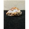 Image 4 : Cowrie Shell w/ Carved Honu Sea Turtle 3.5" x 1.5"H