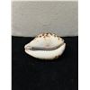 Image 5 : Cowrie Shell w/ Carved Honu Sea Turtle 3.5" x 1.5"H
