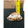 Image 7 : Cowrie Shell w/ Carved Honu Sea Turtle 3.5" x 1.5"H