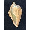 Image 1 : Victorian Sea Shell Lithograph Scrap Circa 1860 (Rare) 2.5"L