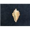 Image 2 : Victorian Sea Shell Lithograph Scrap Circa 1860 (Rare) 2.5"L