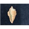 Image 3 : Victorian Sea Shell Lithograph Scrap Circa 1860 (Rare) 2.5"L