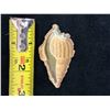 Image 6 : Victorian Sea Shell Lithograph Scrap Circa 1860 (Rare) 2.5"L