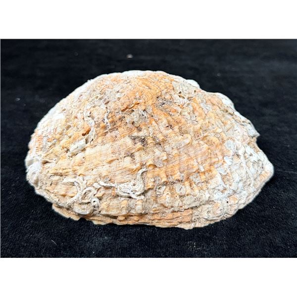 Large Crusted Abalone Shell 6" x 5" x 2"H