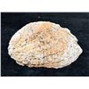 Image 1 : Large Crusted Abalone Shell 6" x 5" x 2"H