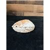 Image 2 : Large Crusted Abalone Shell 6" x 5" x 2"H