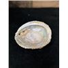 Image 4 : Large Crusted Abalone Shell 6" x 5" x 2"H