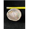 Image 6 : Large Crusted Abalone Shell 6" x 5" x 2"H