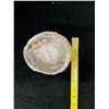 Image 7 : Large Crusted Abalone Shell 6" x 5" x 2"H