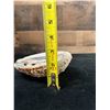 Image 8 : Large Crusted Abalone Shell 6" x 5" x 2"H