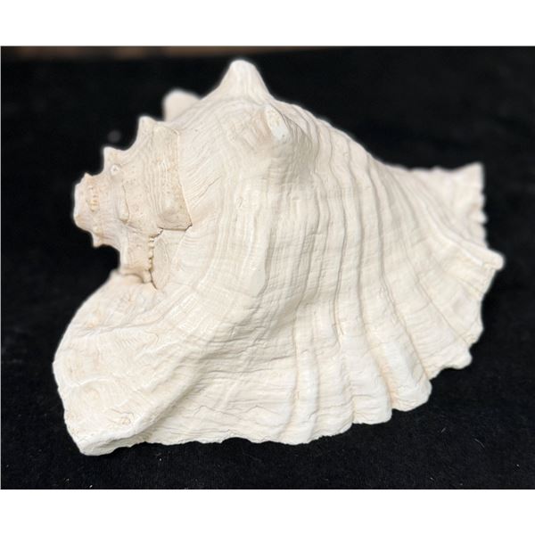 Large Queen Conch Shell 9" x 5" x 5"H