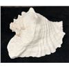 Image 1 : Large Queen Conch Shell 9" x 5" x 5"H