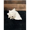 Image 2 : Large Queen Conch Shell 9" x 5" x 5"H