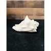 Image 3 : Large Queen Conch Shell 9" x 5" x 5"H