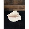 Image 4 : Large Queen Conch Shell 9" x 5" x 5"H