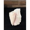 Image 5 : Large Queen Conch Shell 9" x 5" x 5"H