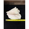 Image 6 : Large Queen Conch Shell 9" x 5" x 5"H