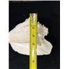 Image 7 : Large Queen Conch Shell 9" x 5" x 5"H