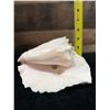 Image 8 : Large Queen Conch Shell 9" x 5" x 5"H