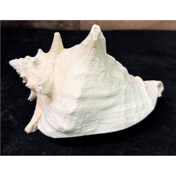 Medium Queen Conch Shell 7" x 4" x 5"H