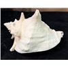 Image 1 : Medium Queen Conch Shell 7" x 4" x 5"H