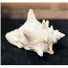 Image 2 : Medium Queen Conch Shell 7" x 4" x 5"H