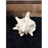 Image 3 : Medium Queen Conch Shell 7" x 4" x 5"H