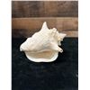Image 4 : Medium Queen Conch Shell 7" x 4" x 5"H