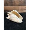 Image 5 : Medium Queen Conch Shell 7" x 4" x 5"H