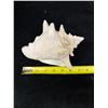 Image 6 : Medium Queen Conch Shell 7" x 4" x 5"H