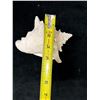 Image 7 : Medium Queen Conch Shell 7" x 4" x 5"H
