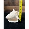Image 8 : Medium Queen Conch Shell 7" x 4" x 5"H