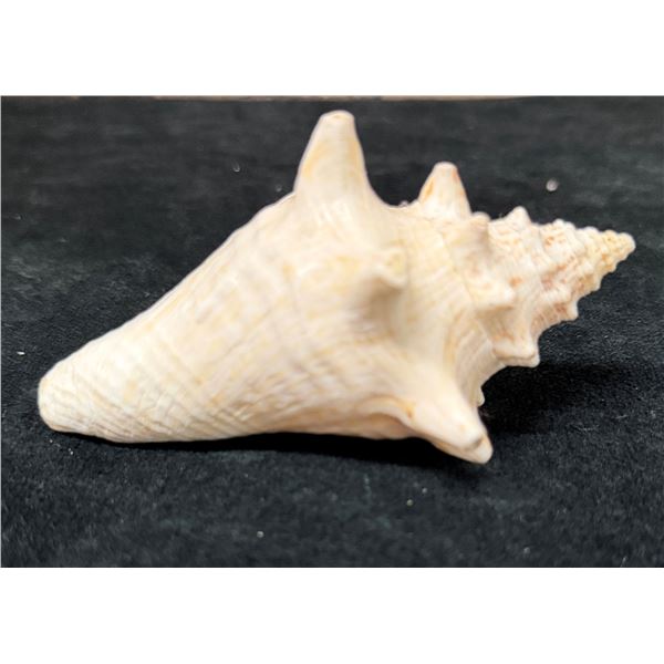 Small Queen Conch Shell 4" x 3" x 2"H