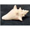 Image 1 : Small Queen Conch Shell 4" x 3" x 2"H