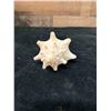 Image 2 : Small Queen Conch Shell 4" x 3" x 2"H
