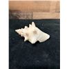 Image 3 : Small Queen Conch Shell 4" x 3" x 2"H