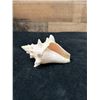 Image 4 : Small Queen Conch Shell 4" x 3" x 2"H