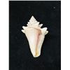 Image 5 : Small Queen Conch Shell 4" x 3" x 2"H